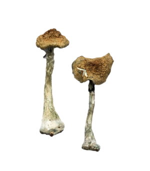 A-Magic-Mushrooms.jpg