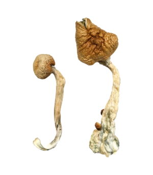 African-Transkei-Magic-Mushrooms-1.jpg