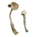 Albino Big Mex Magic Mushrooms