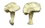 Albino Zilla Magic Mushrooms - Image 2