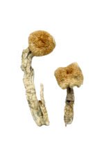 Aztec God Magic Mushrooms - Image 2