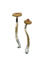 Escondido Magic Mushrooms - Image 2