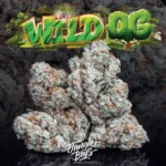 Jungle Boys Wild OG Strain - Image 2