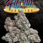 Jungle Boys Florida Sunrise